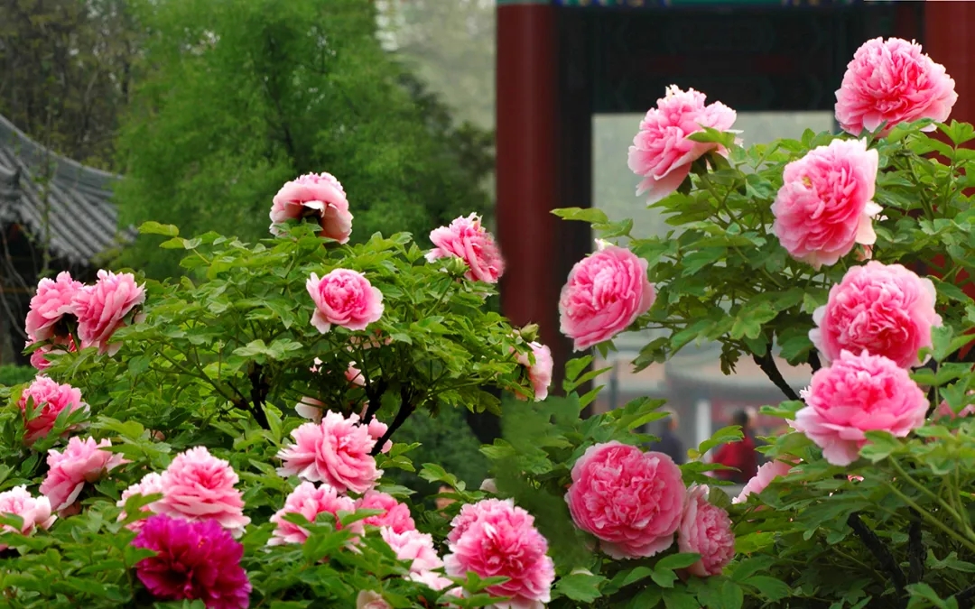 1587954668271768.jpg 640.webp (4).jpg